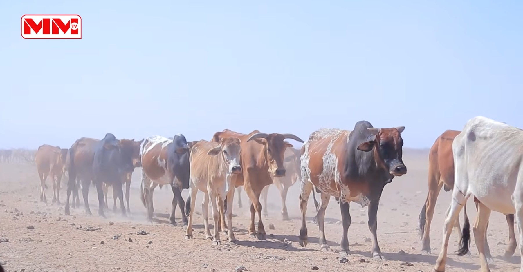 Wajaale Ceelashii xooluhu biyaha ka cabayeen oo Jabay.