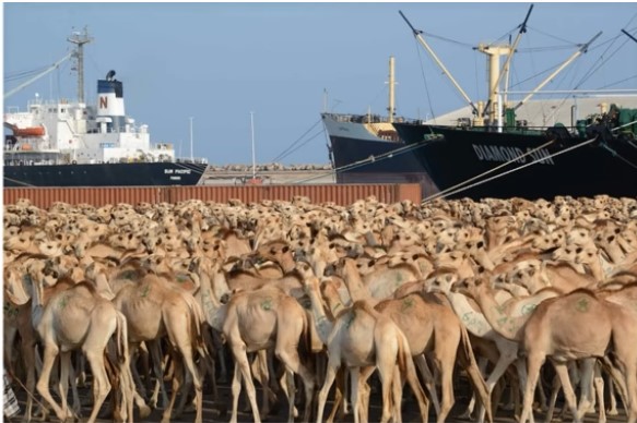 Xoolaha Somaalida oo fursad ka helay suuq ay banneeyeen Sudan iyo Australia